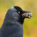 Dohlen sind intelligent und anpassungsfähig. Sie bauen jedes Jahr neue Nester aus allen möglichen Materialien: Zweige, Äste, Federn, Wolle, Moos, Schlamm und Tiermist. Fotograf Samual Stone beobachtete diese Dohle beim Nestbau mit Steinen, die sie geschickt im Schnabel transportierte.