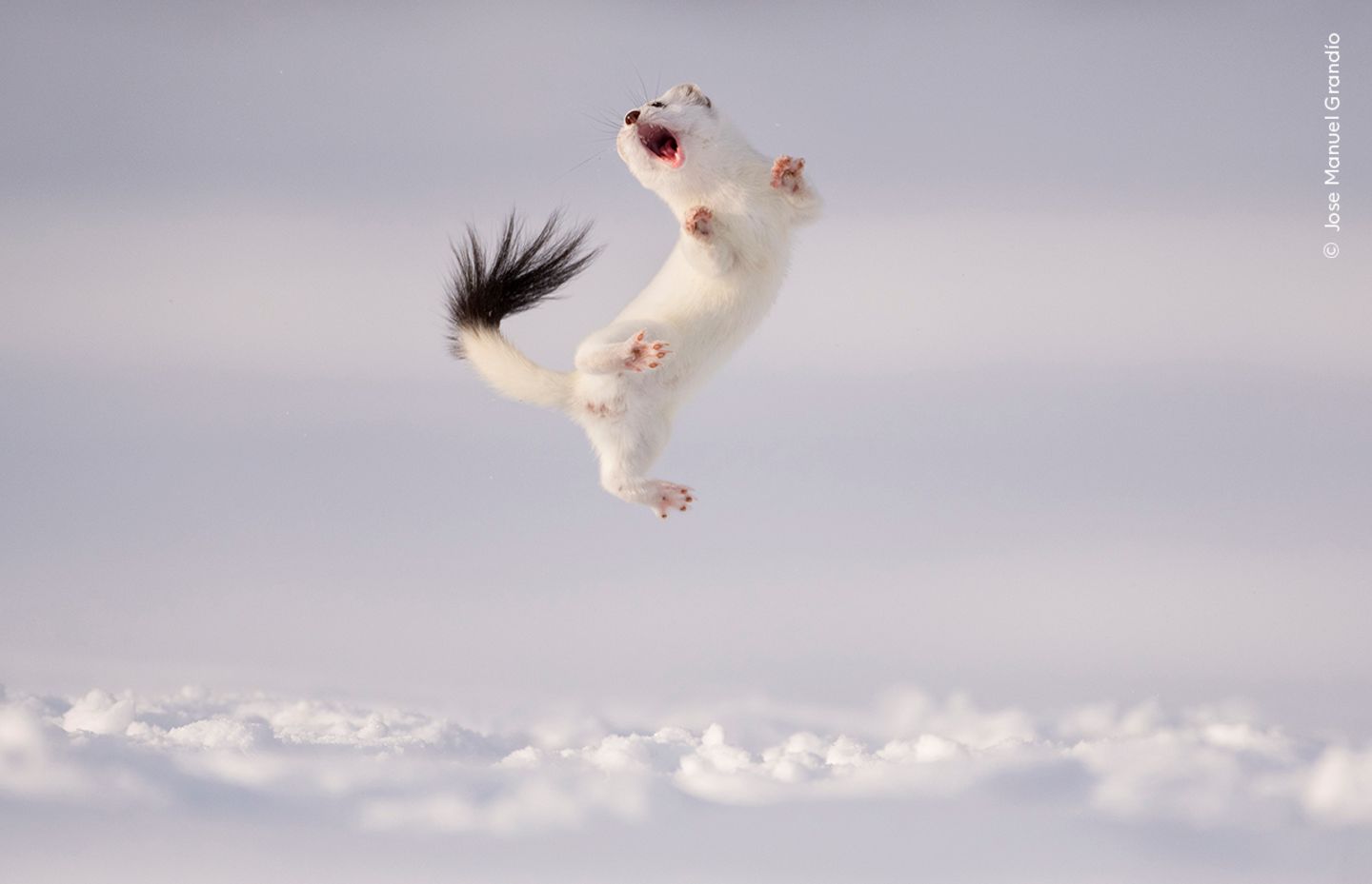 Warum sich Hermeline gelegentlich in die Luft werfen, ist in der Wissenschaft umstritten. Fotograf Jose Manuel Grandío betrachtet das Tanzen im Schnee als "Ausdruck von Übermut".