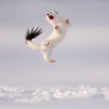 Warum sich Hermeline gelegentlich in die Luft werfen, ist in der Wissenschaft umstritten. Fotograf Jose Manuel Grandío betrachtet das Tanzen im Schnee als "Ausdruck von Übermut".
