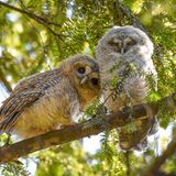 Diese beiden jungen Waldkäuze entdeckte Fotograf Sasha Jumanca in einem Park in der Nähe seines Wohnorts.