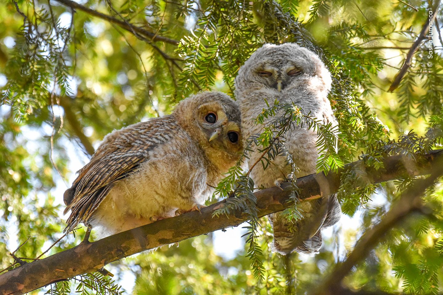 Diese beiden jungen Waldkäuze entdeckte Fotograf Sasha Jumanca in einem Park in der Nähe seines Wohnorts.