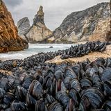 An der Küste Portugals: Fotograf Theo Bosboom zeigt mit dieser Aufnahme, die ihm mit einem Makro-Weitwinkelobjektiv gelang, wie sich Muscheln zusammenschließen, um in der Brandung zu bestehen.