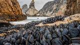 An der Küste Portugals: Fotograf Theo Bosboom zeigt mit dieser Aufnahme, die ihm mit einem Makro-Weitwinkelobjektiv gelang, wie sich Muscheln zusammenschließen, um in der Brandung zu bestehen.