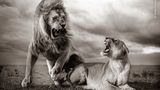 Als Fotograf William Fortescue den Serengeti-Nationalpark besuchte, war gerade Regenzeit. Er beobachtete, wie sich die Löwen mehrere Male paarten, bevor das Weibchen die Paarung abbrach. Erst in der Vergrößerung bemerkte er die Speichelspuren und die Insekten aus der Mähne des Männchens, die die Dynamik des Moments unterstreichen.