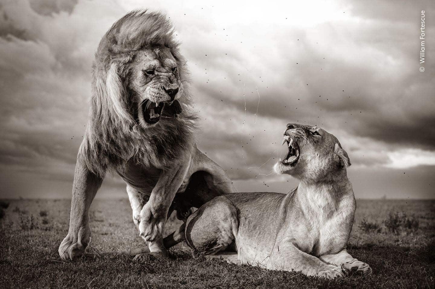 Als Fotograf William Fortescue den Serengeti-Nationalpark besuchte, war gerade Regenzeit. Er beobachtete, wie sich die Löwen mehrere Male paarten, bevor das Weibchen die Paarung abbrach. Erst in der Vergrößerung bemerkte er die Speichelspuren und die Insekten aus der Mähne des Männchens, die die Dynamik des Moments unterstreichen.