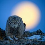 Auf einer eisigen Hochebene der Inneren Mongolei, kurz vor der Morgendämmerung, gelang dem Fotografen Xingchao Zhu diese Aufnahme eines seltenen Manul, auch Pallaskatze genannt.