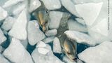 Während einer Expedition im Weddellmeer fiel der Fotografin Tamara Stubbs auf, dass in unmittelbarer Nähe des Schiffes Krabbenfresser-Robben schliefen. Die Tiere schweben schräg im Wasser, um die Nasenlöcher oberhalb des Wasserspiegels zu halten.