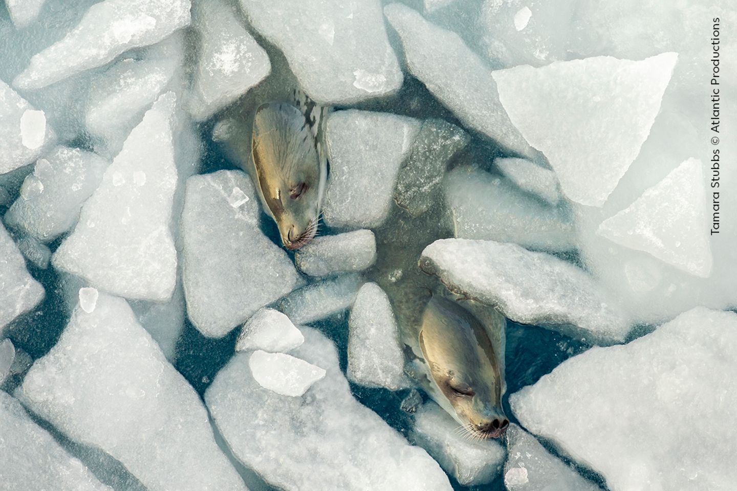 Während einer Expedition im Weddellmeer fiel der Fotografin Tamara Stubbs auf, dass in unmittelbarer Nähe des Schiffes Krabbenfresser-Robben schliefen. Die Tiere schweben schräg im Wasser, um die Nasenlöcher oberhalb des Wasserspiegels zu halten.