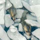 Während einer Expedition im Weddellmeer fiel der Fotografin Tamara Stubbs auf, dass in unmittelbarer Nähe des Schiffes Krabbenfresser-Robben schliefen. Die Tiere schweben schräg im Wasser, um die Nasenlöcher oberhalb des Wasserspiegels zu halten.
