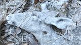 An einem frühen Wintermorgen überprüfte Randy Robbins die Überwachungskameras in der Nähe seines Hauses, als er ein totes Reh fand. Bevor die Eiskristalle schmelzen konnten, hielt er den Moment mit seinem Smartphone fest.