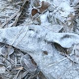 An einem frühen Wintermorgen überprüfte Randy Robbins die Überwachungskameras in der Nähe seines Hauses, als er ein totes Reh fand. Bevor die Eiskristalle schmelzen konnten, hielt er den Moment mit seinem Smartphone fest.