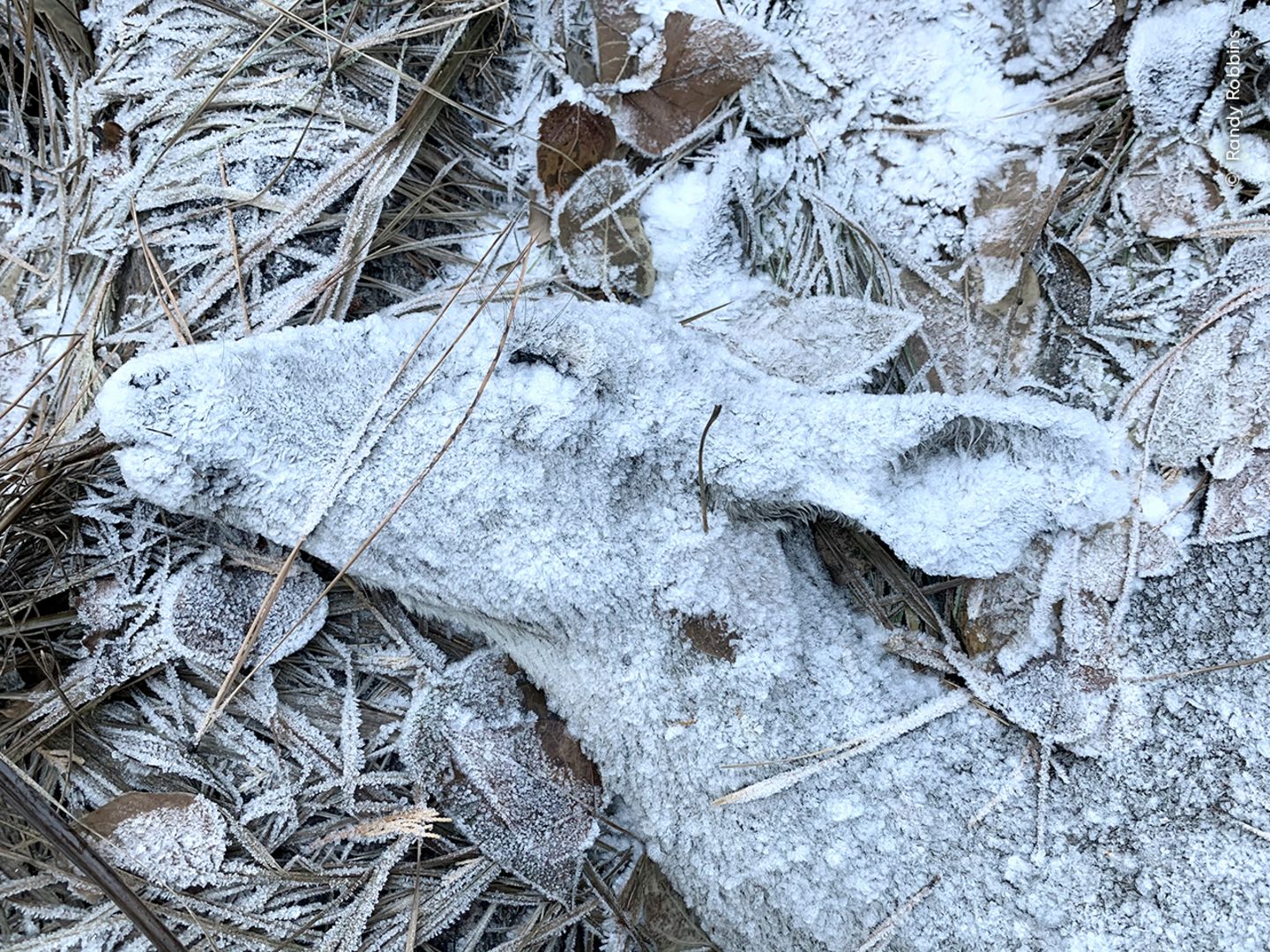 An einem frühen Wintermorgen überprüfte Randy Robbins die Überwachungskameras in der Nähe seines Hauses, als er ein totes Reh fand. Bevor die Eiskristalle schmelzen konnten, hielt er den Moment mit seinem Smartphone fest.