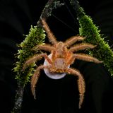 Im Hochland von Malaysia entdeckte der Fotograf Lam Soon Tak diese David-Bowie-Spinne mit einem scheibenförmigen Eipaket. Die Spinne, die in Malaysia, Singapur und auf der indonesischen Insel Sumatra vorkommt, wurde 2008 von dem Arachnologen und Bowie-Fan Peter Jäger entdeckt und nach dem Popstar benannt.