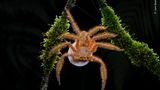 Im Hochland von Malaysia entdeckte der Fotograf Lam Soon Tak diese David-Bowie-Spinne mit einem scheibenförmigen Eipaket. Die Spinne, die in Malaysia, Singapur und auf der indonesischen Insel Sumatra vorkommt, wurde 2008 von dem Arachnologen und Bowie-Fan Peter Jäger entdeckt und nach dem Popstar benannt.
