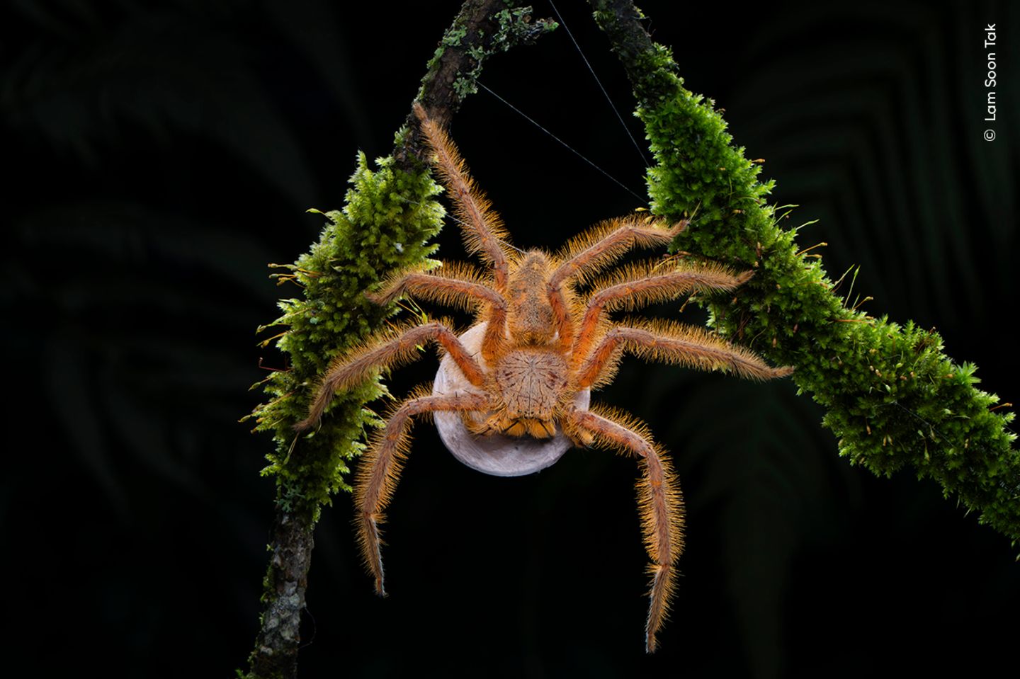 Im Hochland von Malaysia entdeckte der Fotograf Lam Soon Tak diese David-Bowie-Spinne mit einem scheibenförmigen Eipaket. Die Spinne, die in Malaysia, Singapur und auf der indonesischen Insel Sumatra vorkommt, wurde 2008 von dem Arachnologen und Bowie-Fan Peter Jäger entdeckt und nach dem Popstar benannt.