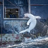 Tommy Trenchard dokumentierte den unabsichtlichen Fang eines Requiemhais, dessen Körper sich in einem letzten Akt des Widerstands krümmt. Bei der Fischerei auf Thun- und Schwertfische sterben regelmäßig Haie als Beifang.