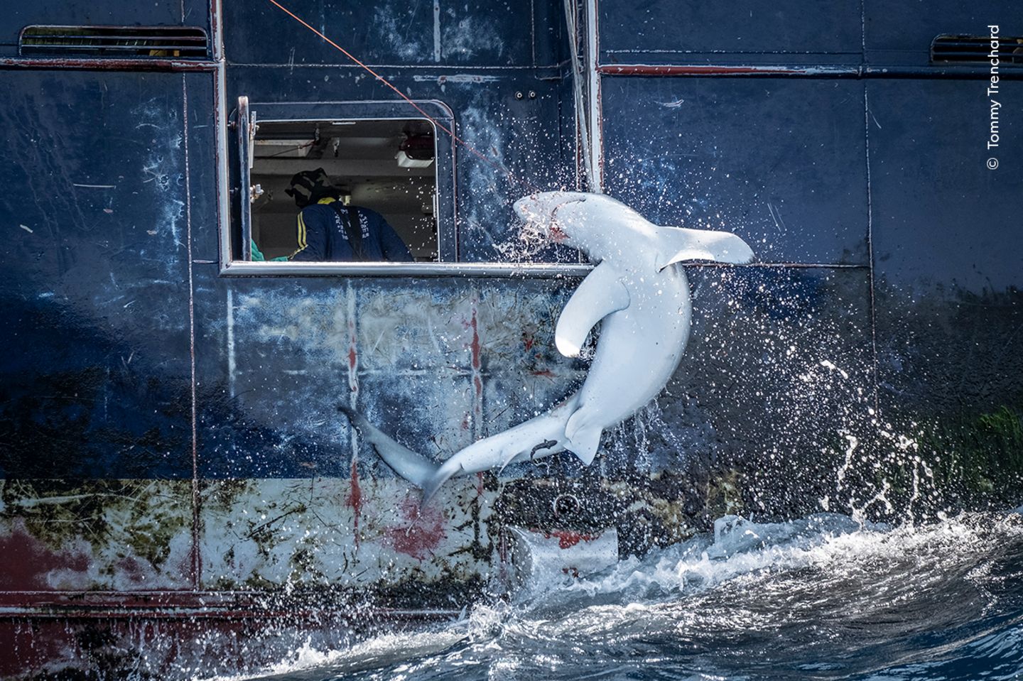 Tommy Trenchard dokumentierte den unabsichtlichen Fang eines Requiemhais, dessen Körper sich in einem letzten Akt des Widerstands krümmt. Bei der Fischerei auf Thun- und Schwertfische sterben regelmäßig Haie als Beifang.