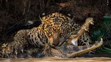 Pantanal, Brasilien: Jaguare sind geschickte Jäger, die nicht vor starken Gegnern zurückschrecken. Ian Ford hielt den Moment fest, in dem die Raubkatze einem Kaiman einen tödlichen Biss zufügt.