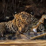 Pantanal, Brasilien: Jaguare sind geschickte Jäger, die nicht vor starken Gegnern zurückschrecken. Ian Ford hielt den Moment fest, in dem die Raubkatze einem Kaiman einen tödlichen Biss zufügt.