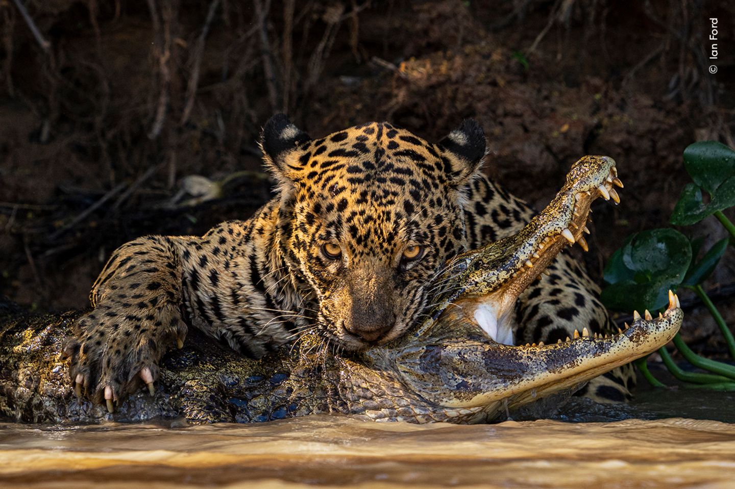 Pantanal, Brasilien: Jaguare sind geschickte Jäger, die nicht vor starken Gegnern zurückschrecken. Ian Ford hielt den Moment fest, in dem die Raubkatze einem Kaiman einen tödlichen Biss zufügt.