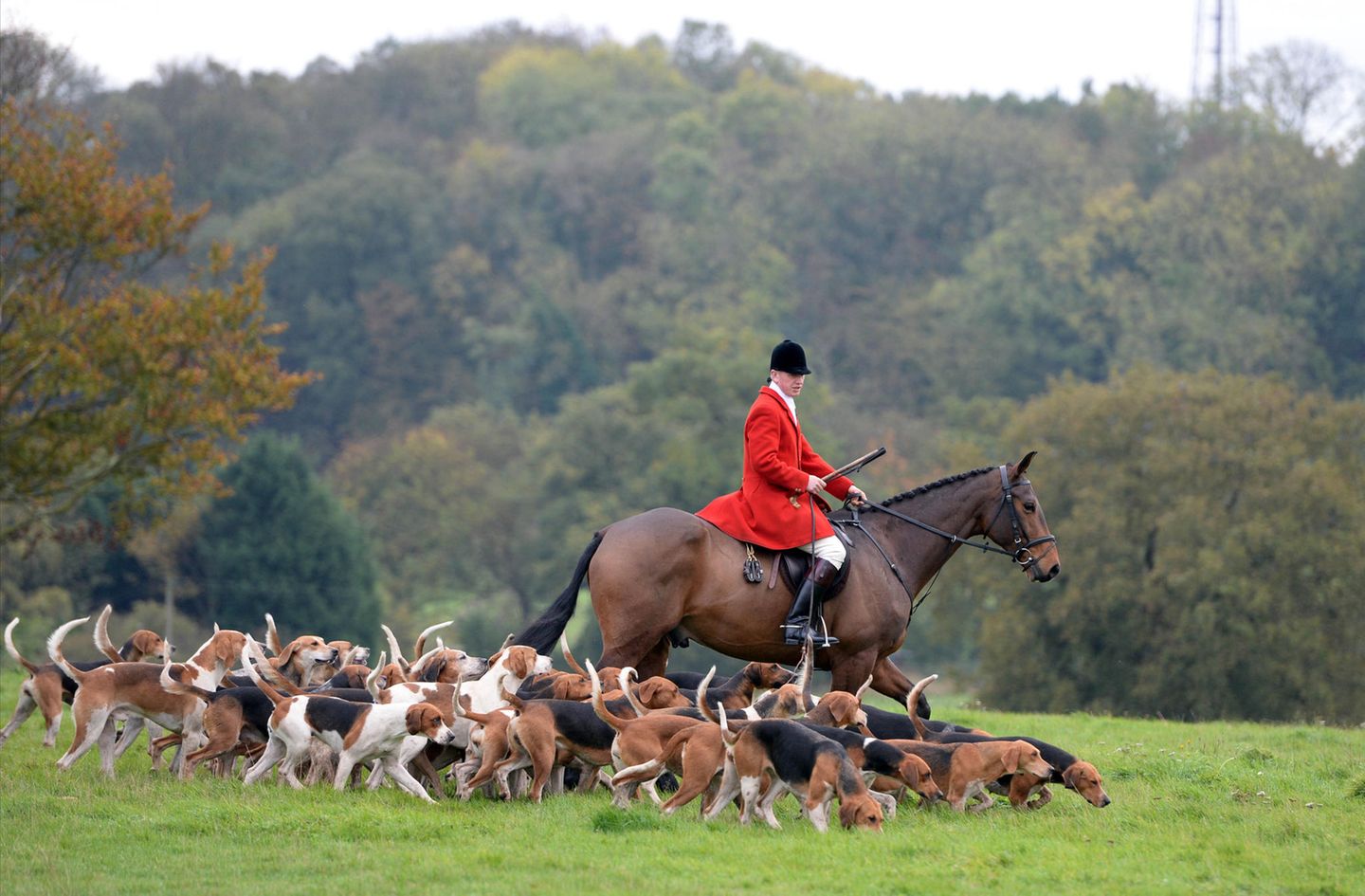 Die traditionelle Fuchsjagd zu Pferd und mit einer Meute Hunde ist im Vereinigten Königreich aus Tierschutzgründen verboten. Zu Unrecht?