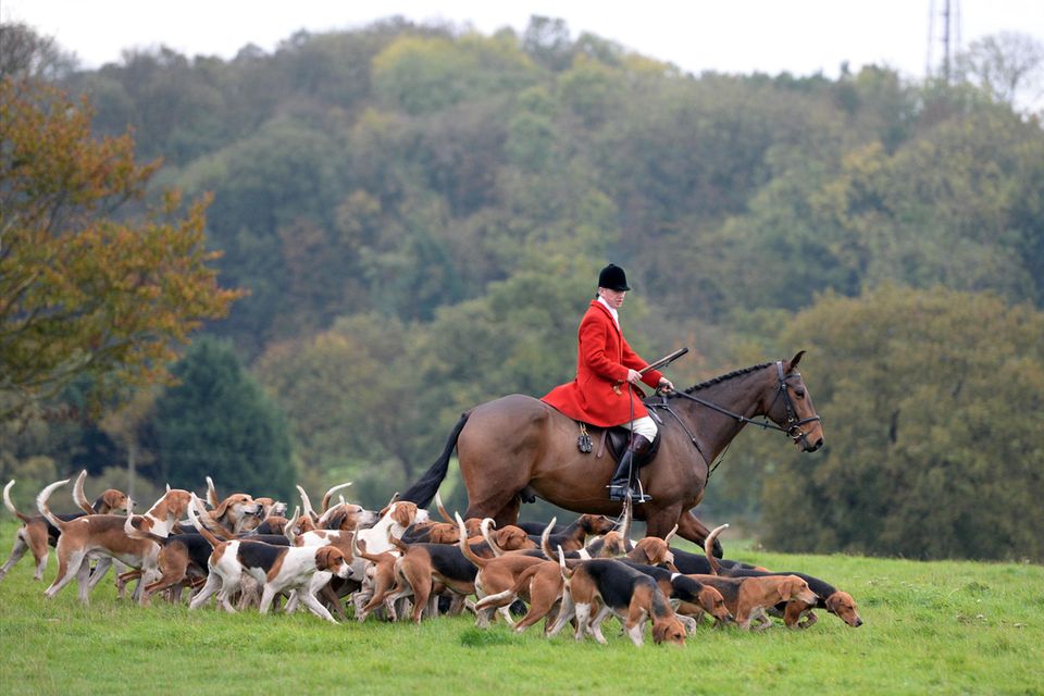 Die traditionelle Fuchsjagd zu Pferd und mit einer Meute Hunde ist im Vereinigten Königreich aus Tierschutzgründen verboten. Zu Unrecht? 1.5238
