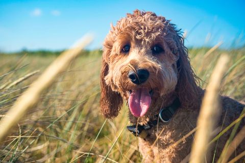 Entgegen der bisherigen Annahme,  gibt es keinen signifikanten Gesundheitsvorteil von Doodle-Hybridhunden wie dem Golden-Doodle gegenüber den reinrassigen Hunden, aus denen sie hervorgehen