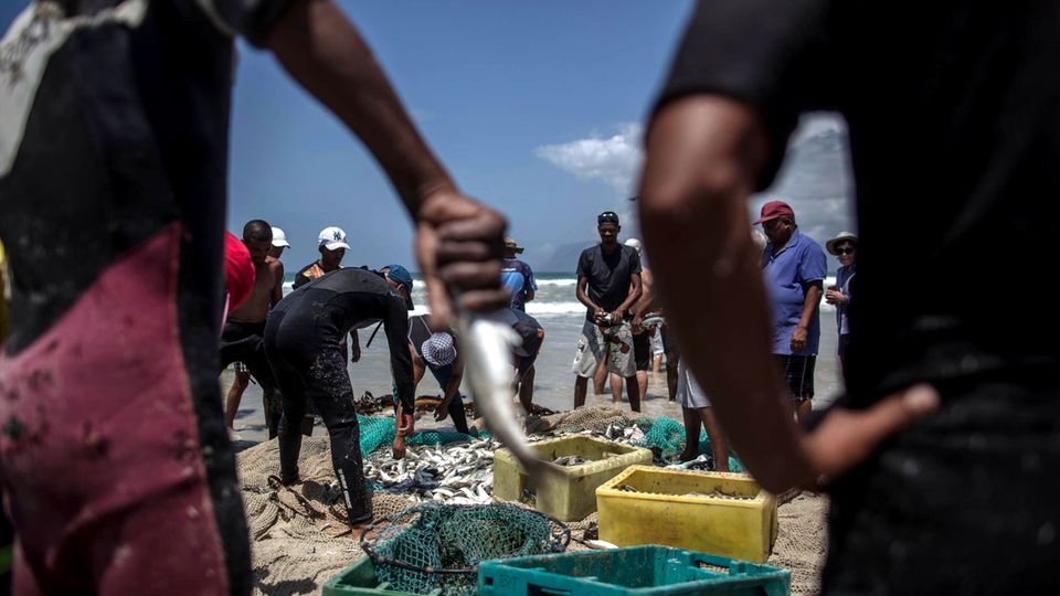 Überfischung bedroht die Bestände auf der ganzen Welt, wie etwa hier in Südafrika. Dabei ist das Problem bei uns schlimmer als in Entwicklungs- und Schwellenländern. Gerade in Europa geht es den Fischpopulationen nicht gut, einige sind bereits zusammengebrochen
