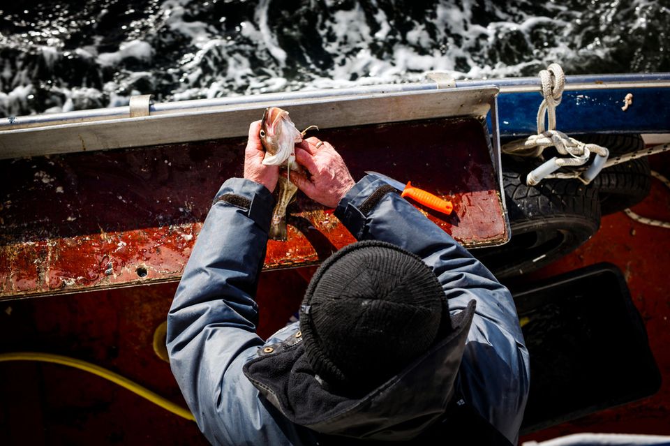 Dorsche sind bei den Deutschen besonders beliebt – aber ihre Zahl sinkt dramatisch, in einigen Bereichen der Ostsee sind die Fische ganz verschwunden. Die Bestände sind nur noch fünf bis zehn Prozent so groß, wie sie im natürlichen Zustand ohne Befischung sein könnten 1.5004