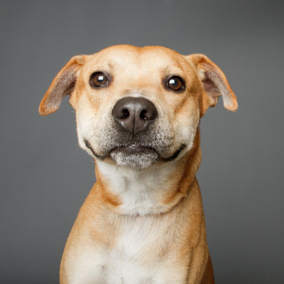 Hund schaut aufmerksam in die Kamera