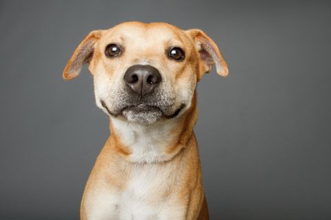 Hund schaut aufmerksam in die Kamera