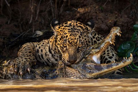 © Ian Ford, Wildlife Photographer of the Year