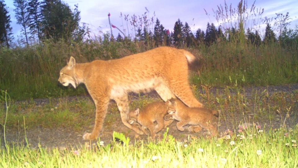 Auch im Südharz wurde in diesem Jahr Luchsnachwuchs gesichtet. Das Weibchen ist in der Gegend bereits bekannt und zieht jährlich Nachwuchs groß 