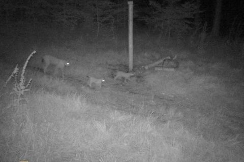 Das Foto der Wildtierkamera eines Jägers beweist es: Erstmals seit 150 Jahren leben im Thüringer Wald wieder Luchsjunge