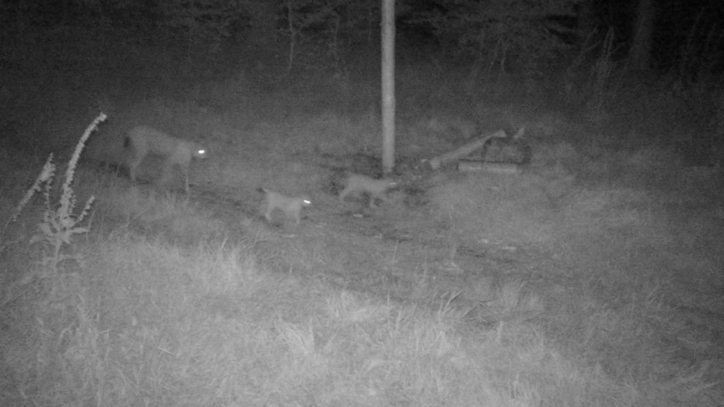 Das Foto der Wildtierkamera eines Jägers beweist es: Erstmals seit 150 Jahren leben im Thüringer Wald wieder Luchsjunge
