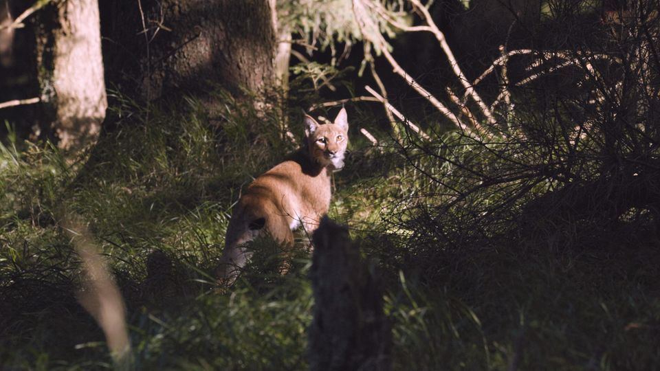 Luchse sind äußerst scheu. Lange bevor ein Mensch sie bemerken könnte, verschwinden sie im Dickicht des Waldes