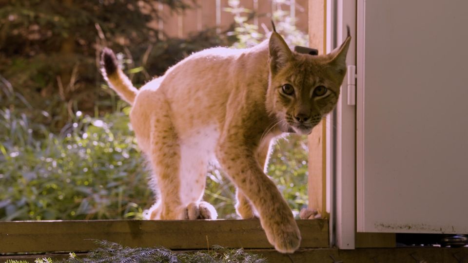 Vor ihrer Auswilderung wird das Verhalten der Luchse genau analysiert