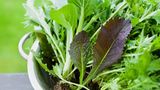 Typisch für den sogenannten Asiasalat ist sein würziger Geschmack. Er peppt Wintersalate auf oder wird blanchiert. Beliebte Sorten sind zum Beispiel Mizuna, Blattsenf oder Pak Choi. Asiasalate können Sie im Beet oder in Blumenkästen auf dem Balkon anpflanzen. Die Aussaat im Freiland ist noch im September möglich, im Gewächshaus gelingt Asiasalat das ganze Jahr.