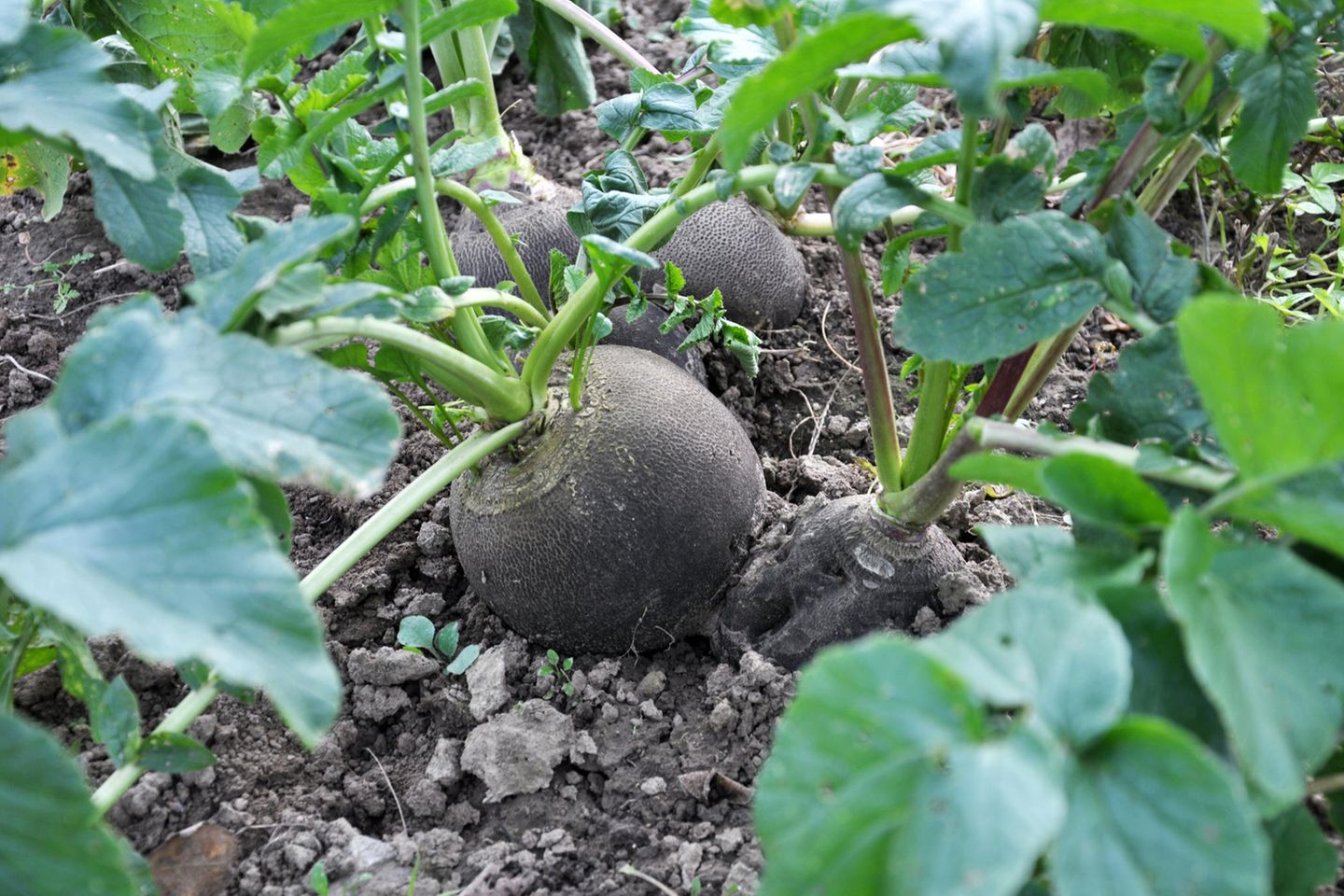 Der schwarze Rettich ist allein optisch ein echtes Highlight. Auch geschmacklich hat er einiges zu bieten. Typisch für den Winterrettich ist die würzige bis scharfe Note. Er kann, je nach Sorte und Witterung, noch bis Anfang September gesät werden. Geerntet wird er dann spätestens im November. 