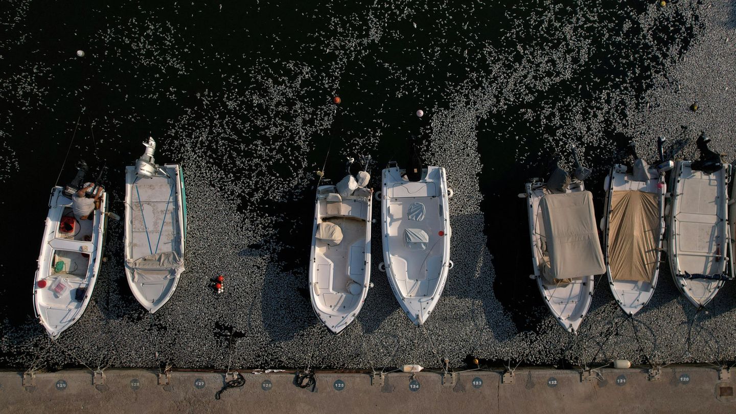 Griechenland: Tote Fische treiben um Fischerboote im Hafen von Volos