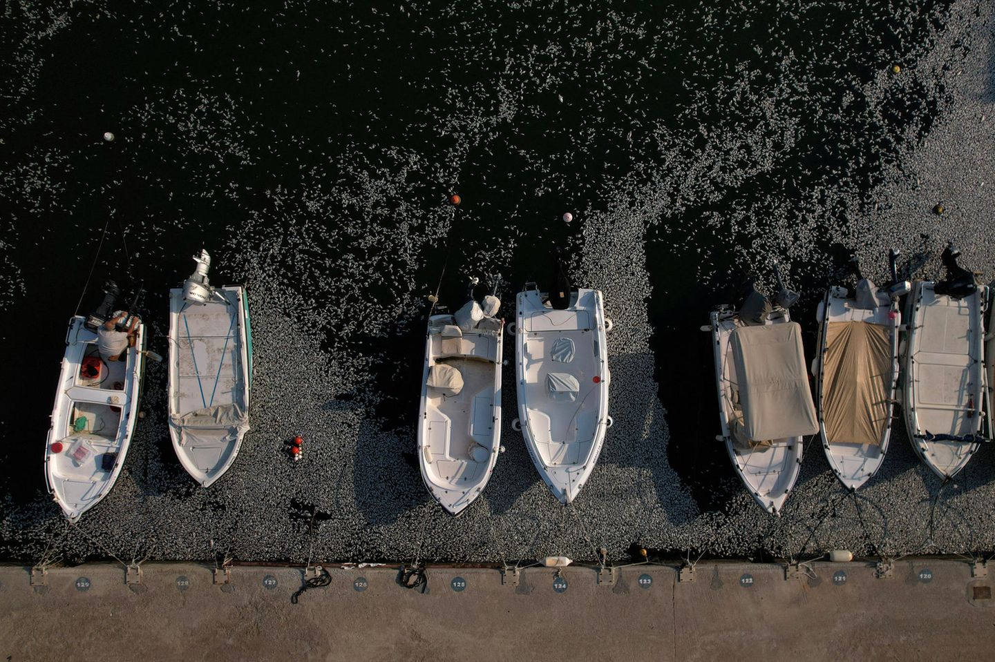 Griechenland: Tote Fische treiben um Fischerboote im Hafen von Volos