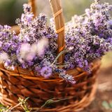 Geschlossene Ansicht von Lavendelblüten auf einem Korb