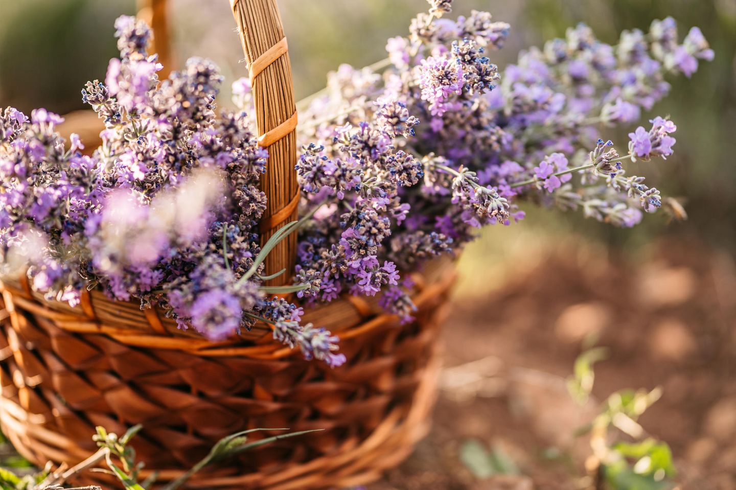 Natürlich entspannen im Schlafzimmer: mit Kräutern aus dem Garten Geschlossene Ansicht von Lavendelblüten auf einem Korb