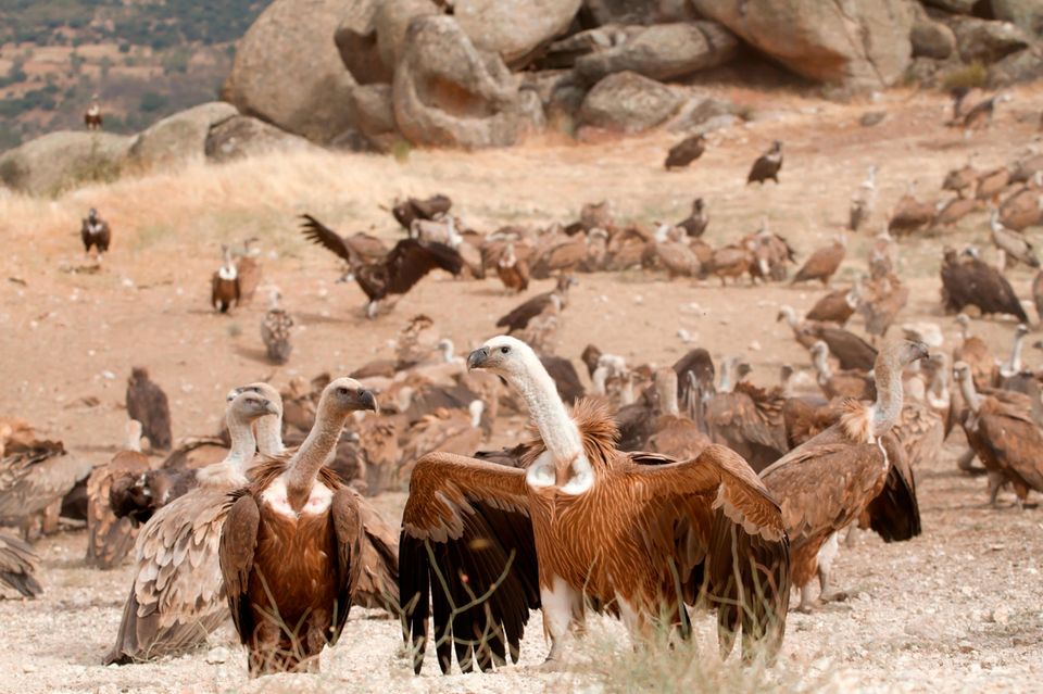 Gruppe von Gänsegeiern vor einer Felsformation