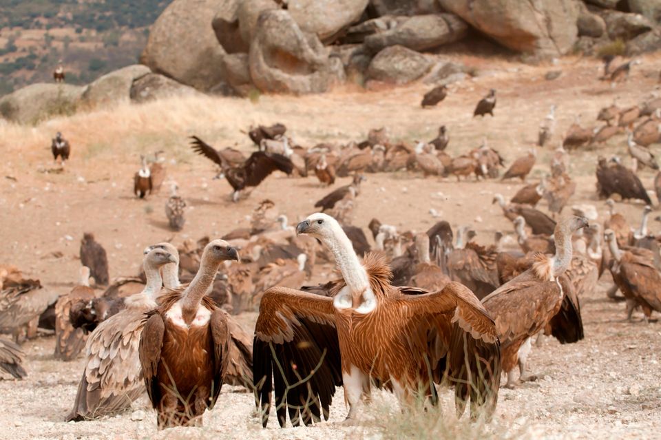 Gruppe von Gänsegeiern vor einer Felsformation 1.5004