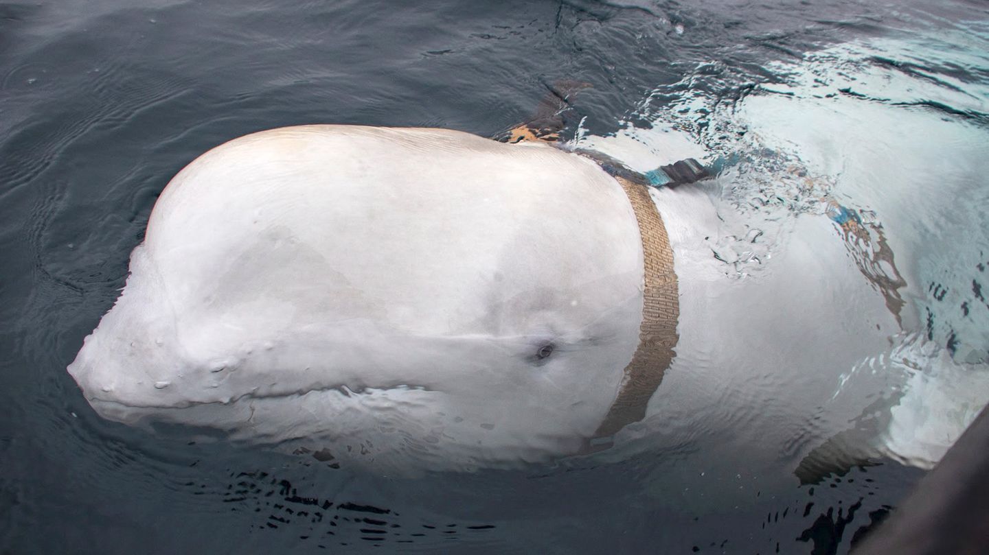 Als Hvladimir, der weiße Beluga-Wal, zum ersten Mal vor der norwegischen Küste gesichtet wurde, trug er ein Geschirr, an dem eine Haltunger für eine Kamera befestigt war. Es wird vermutet, dass er auf einer russischen Marinebasis für Spionagezwecke trainiert wurde. 