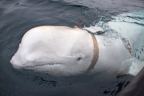 Als Hvladimir, der weiße Beluga-Wal, zum ersten Mal vor der norwegischen Küste gesichtet wurde, trug er ein Geschirr, an dem eine Haltunger für eine Kamera befestigt war. Es wird vermutet, dass er auf einer russischen Marinebasis für Spionagezwecke trainiert wurde. 