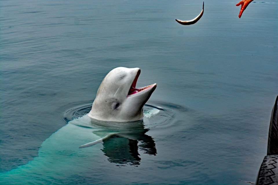 Wal im Wasser wird mir Fischen gefüttert