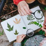 Sammeln Sie Blätter und kleben Sie sie in ein Tagebuch