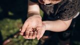 Die Wildnis nach Hause einladen   Ein kleines Kind fängt eine kleine Schnecke